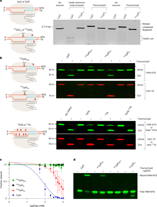 Molecular basis for methylation-sensitive editing by Cas9