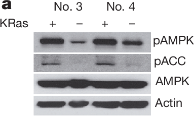 Author Correction: Oncogene ablation-resistant pancreatic cancer cells depend on mitochondrial function