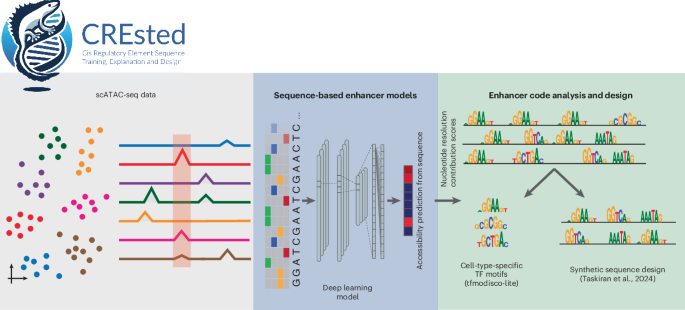 A toolkit for modeling cis-regulatory logic of enhancers at large scale