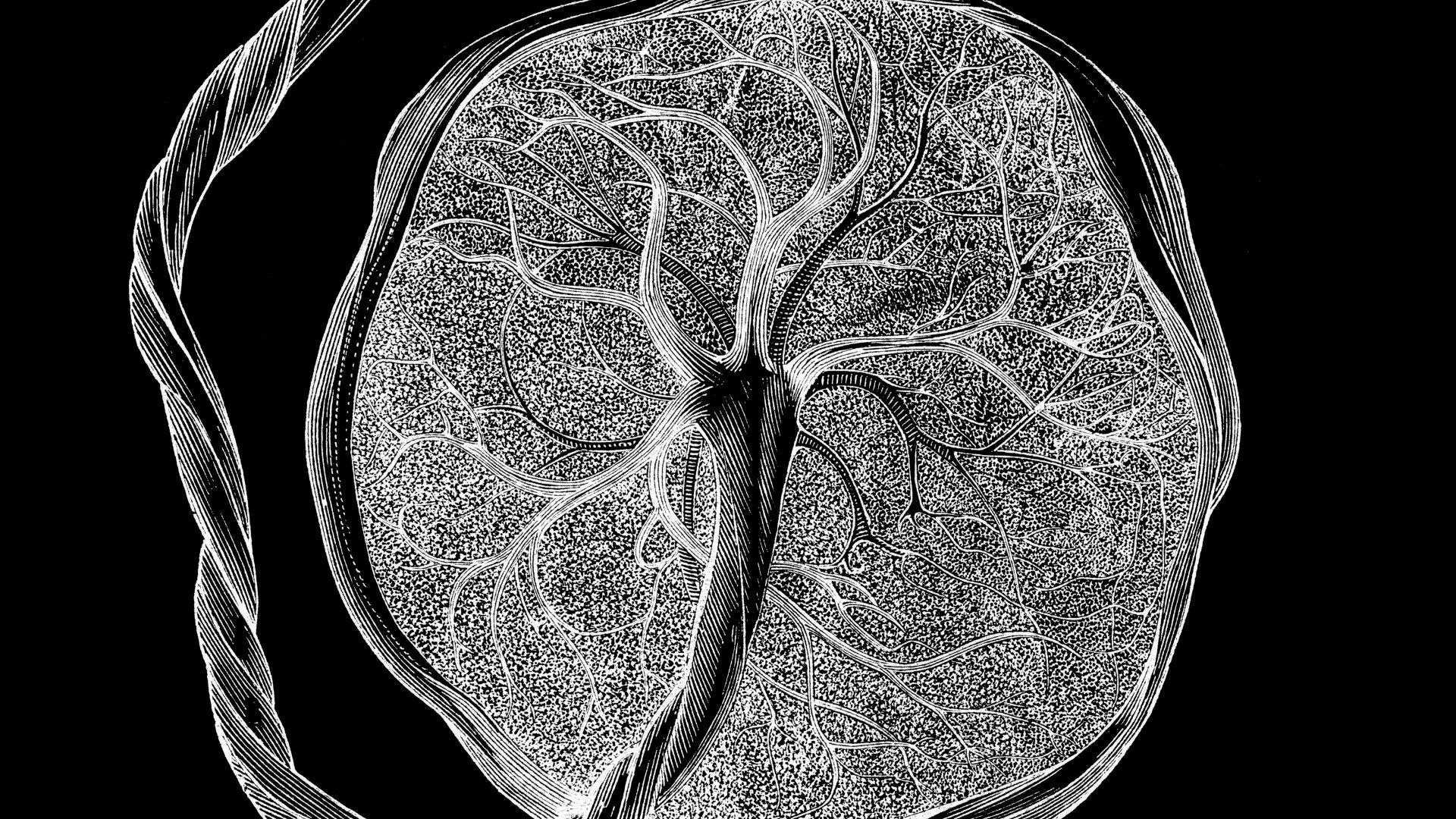 ‘No one knows what they are’: Researchers discover new type of cell that’s seen only during pregnancy