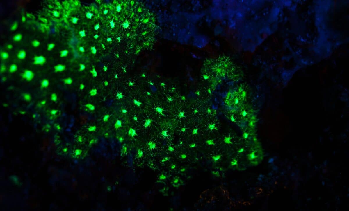 Deep in a Japanese Sea Cave at 385 Meters, a Mysterious Green Light Revealed a Creature Never Seen Before