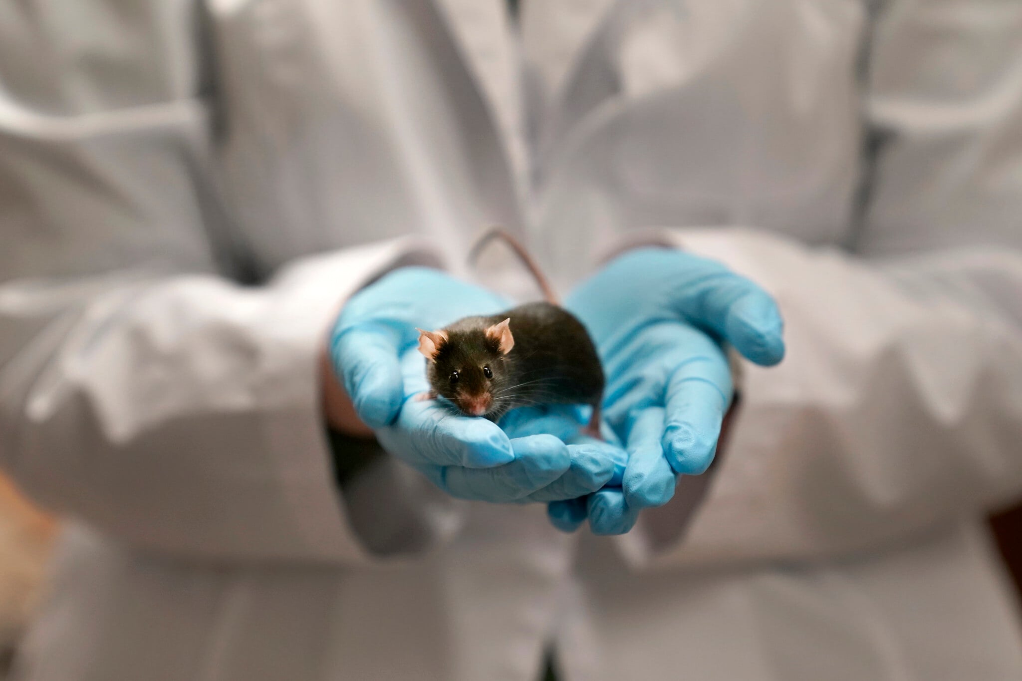 With a switch of a letter in DNA ‘dark matter,’ Israeli scientists change sex of mouse