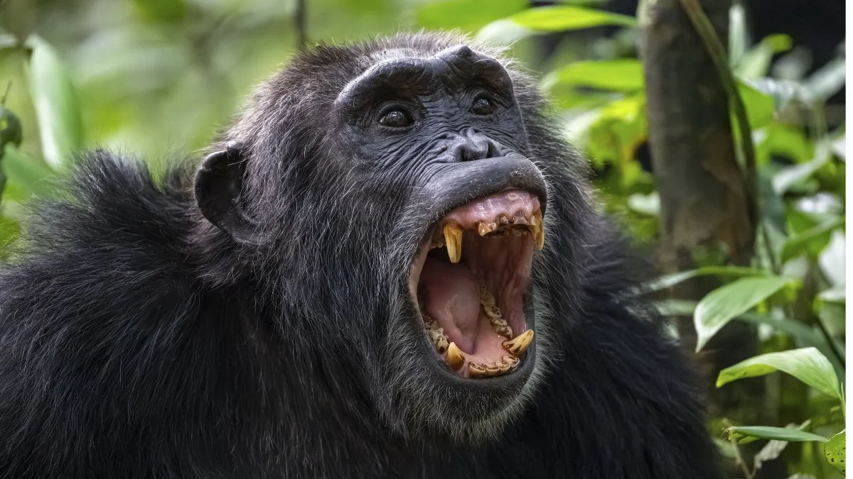 Artemis II Returns, a Chimp ‘Civil War’, And More! : ScienceAlert