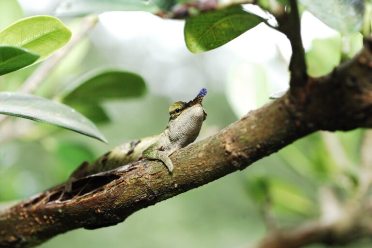 A blue-nosed chameleon in Madagascar: Photo of the week