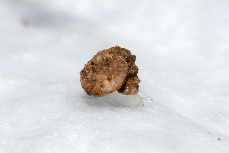 Translucent microsnail discovered in Cambodia: Photo of the week