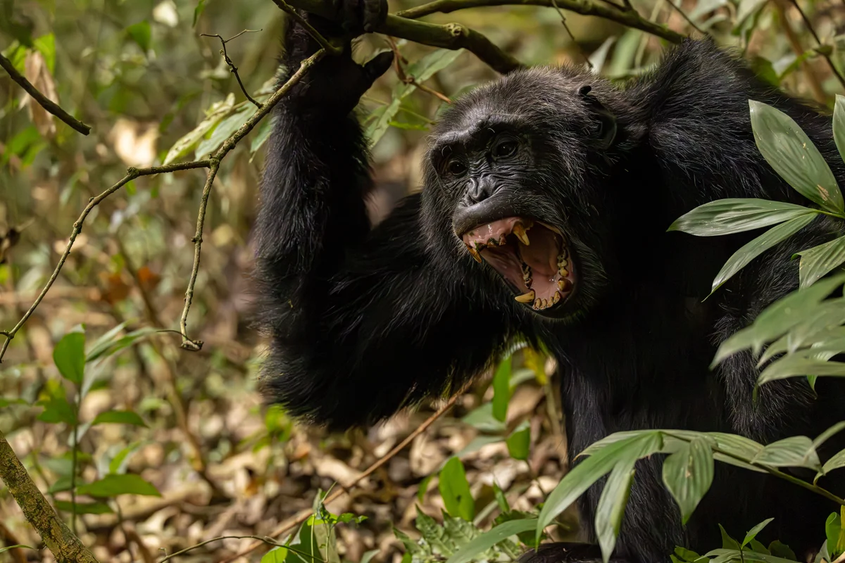 Two hundred chimpanzees are embroiled in a ‘civil war’