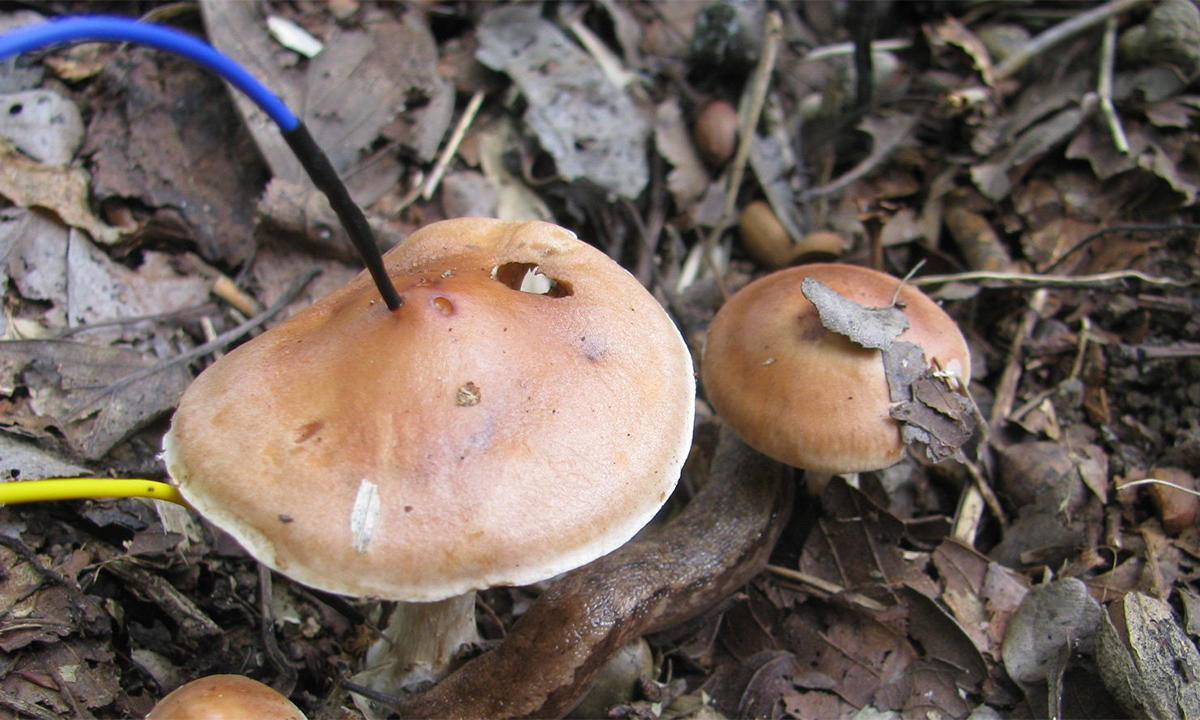 Are Gossiping Mushrooms Sharing Your Public Urination Secrets?