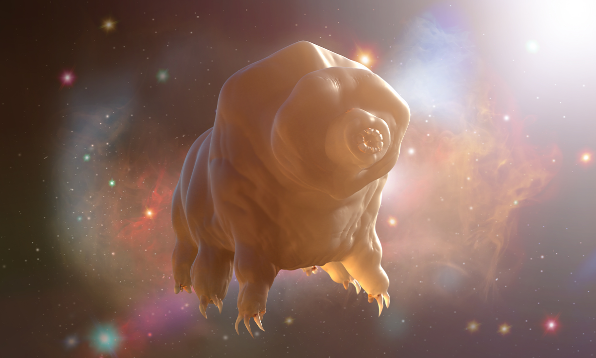 Watch How Water Bears Can Survive in Martian Dirt