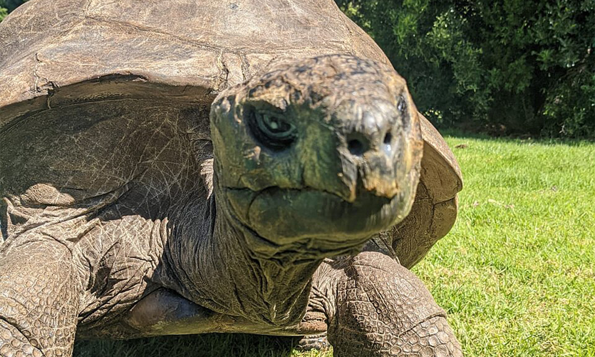 What’s the Oldest Living Animal on Earth?