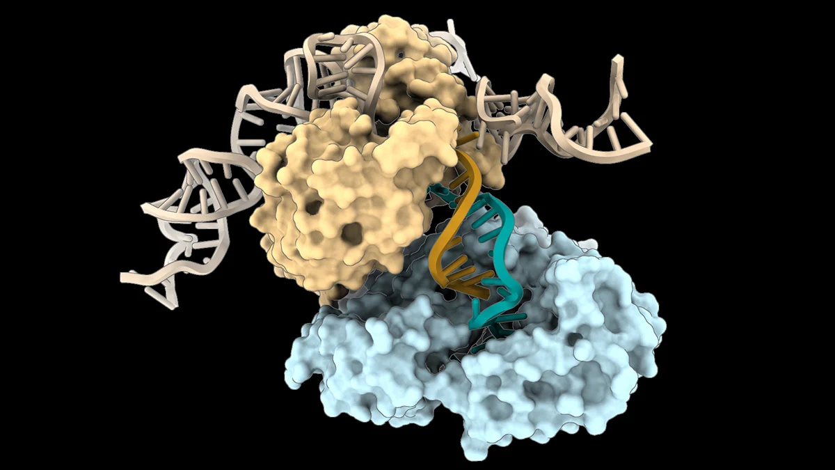 DNA Can Be Built in a Way We’ve Never Seen Before, Study Finds : ScienceAlert