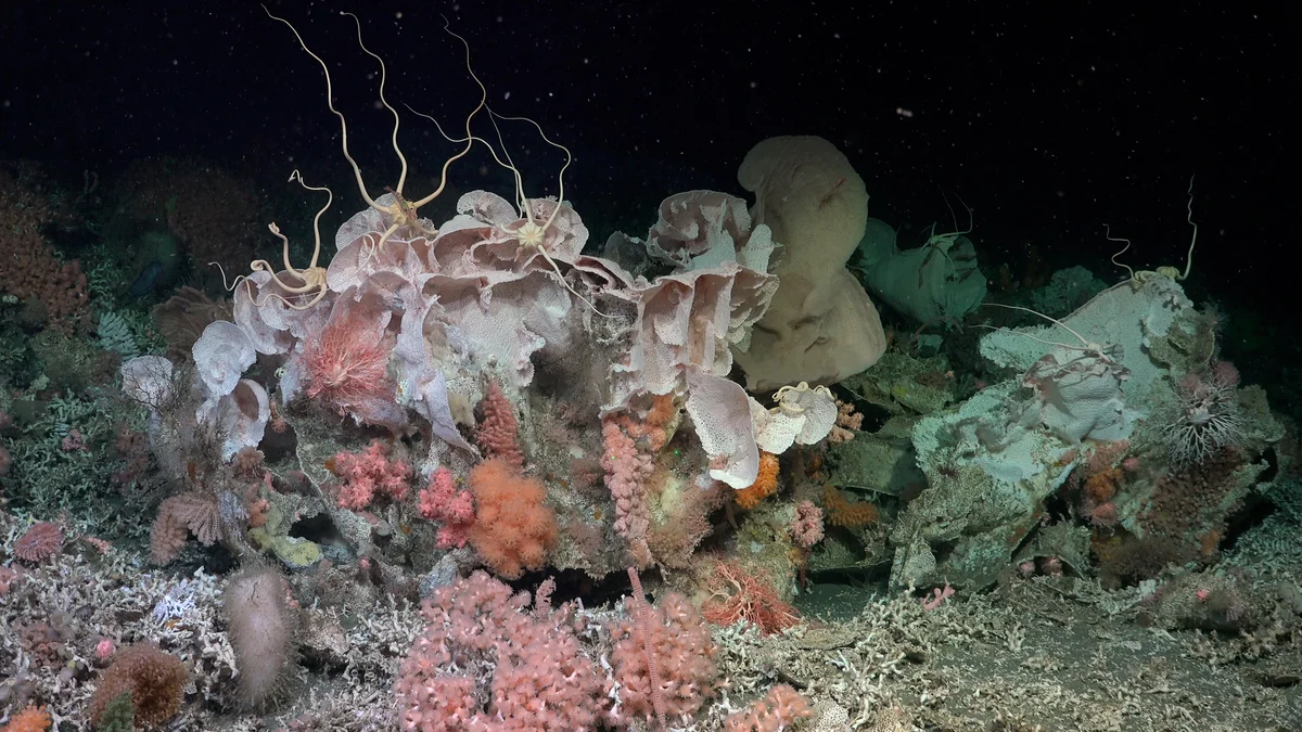 See the first stunning images of a massive coral reef that has lain hidden for decades