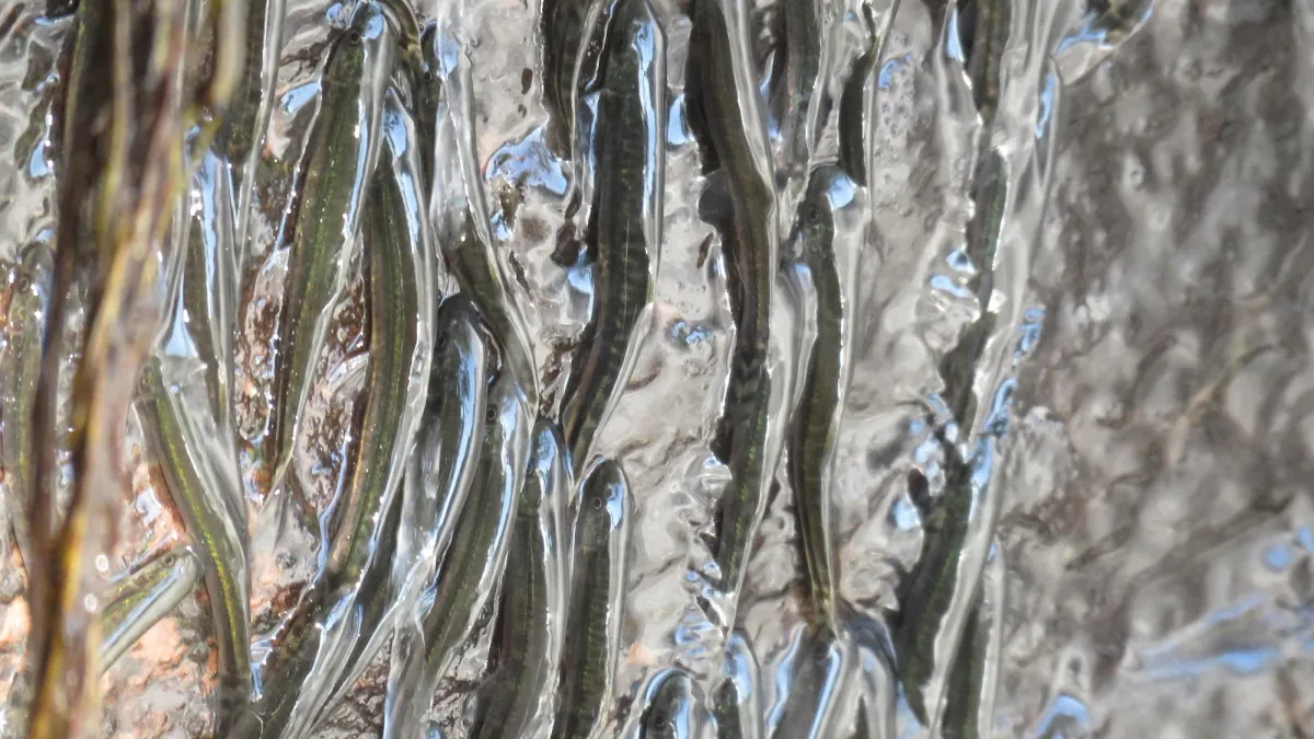 These tiny fish climb waterfall cliffs for 10 hours