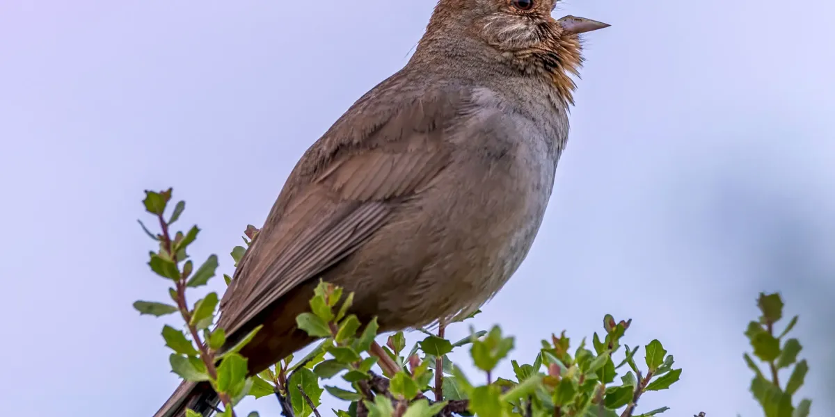 The Download: turning down human noise, and LA’s stunning subway upgrade