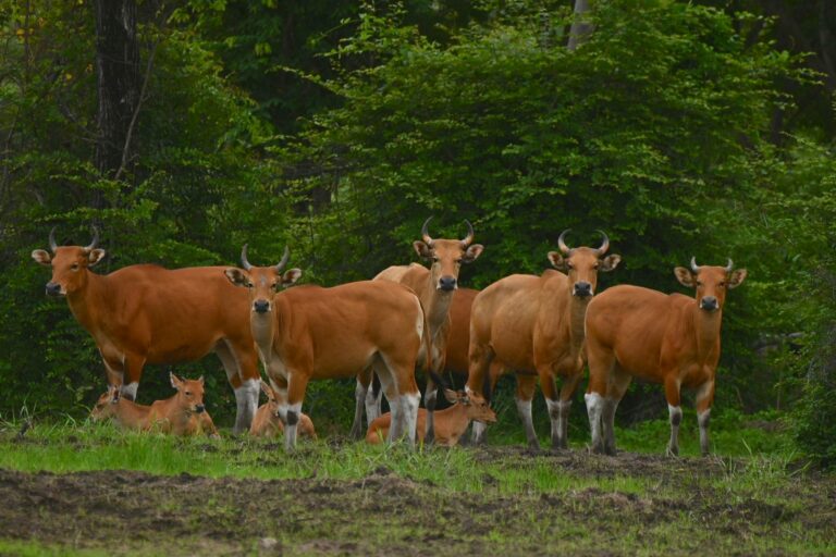 Community-led ecotourism protects rebounding wild cattle in Thailand