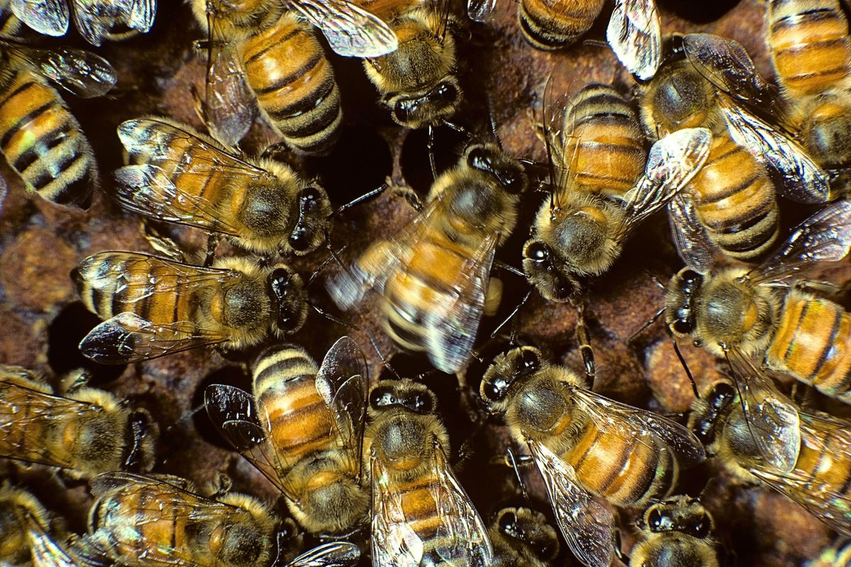 Scientists looked inside a bee hive. What they saw is remarkable