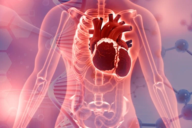 Scientists Uncover Dangerous Connection Between Serotonin and Heart Valve Disease