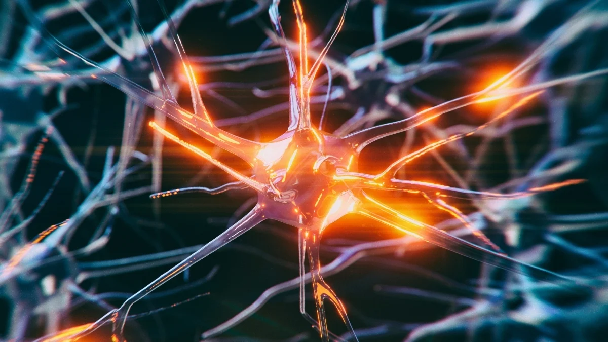 Scientists Think Vagus Nerve Stimulation Could Help Protect Your Memory : ScienceAlert