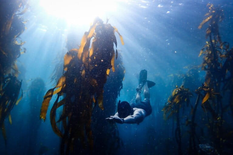 A campaign to protect one of the planet’s only expanding kelp forests takes shape