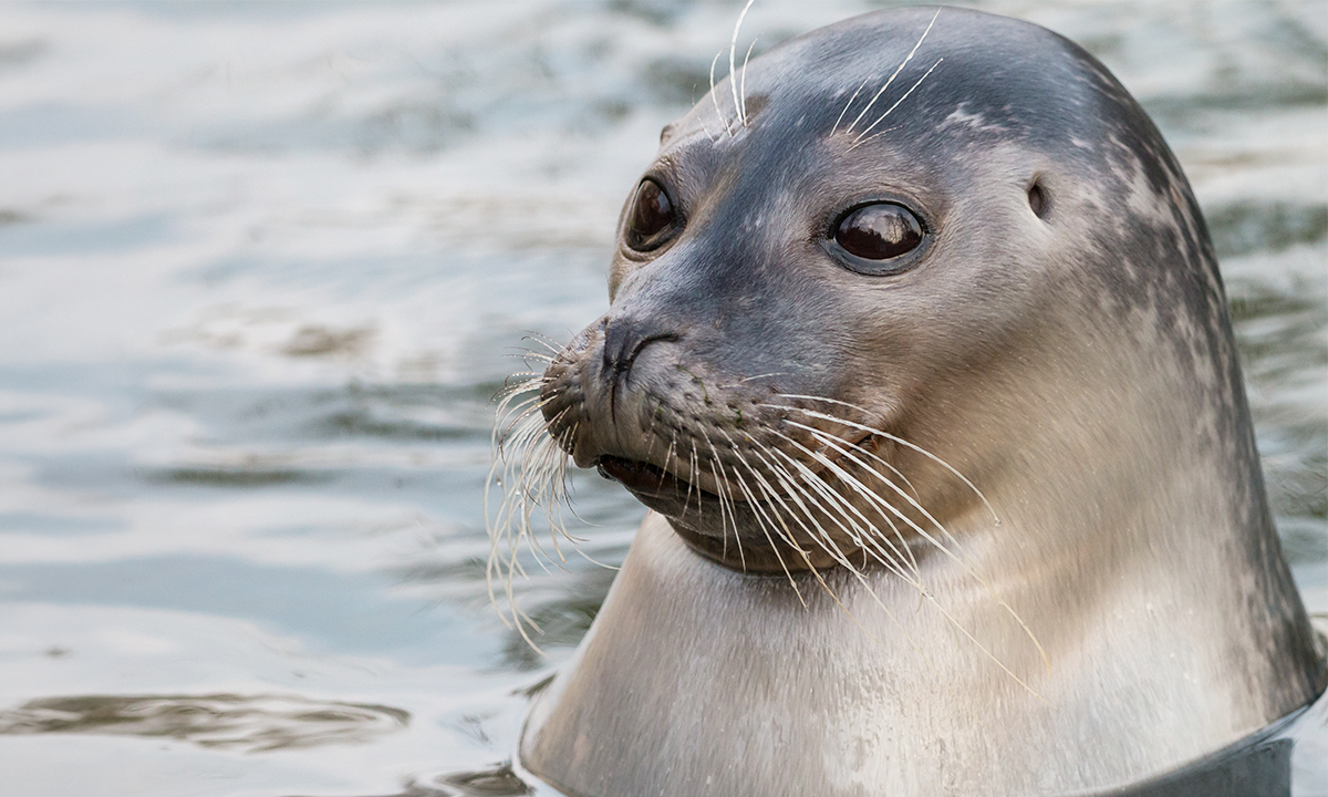 Why Seals Twitch Their Whiskers