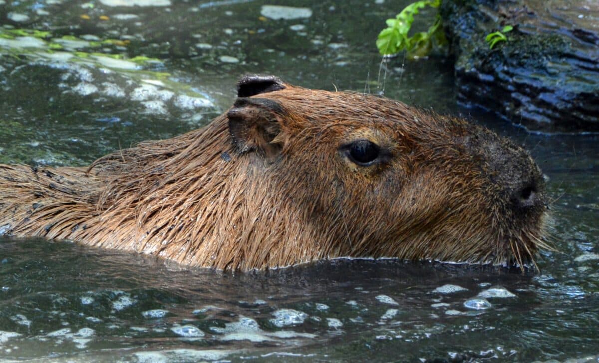 Scientists Identify a 500-Kilogram Giant Rodent That Once Roamed South America Millions of Years Ago