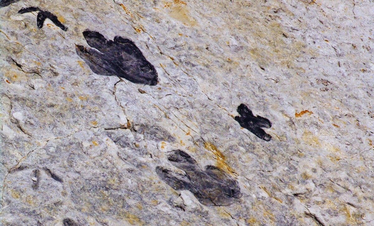 Scientists Just Discovered Some of the Youngest Dinosaur Tracks on a Little-Known South African Coast