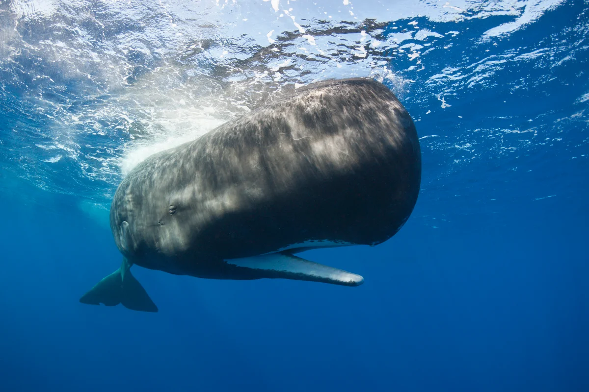 Sperm whales may make their own vowel sounds, similar to human language