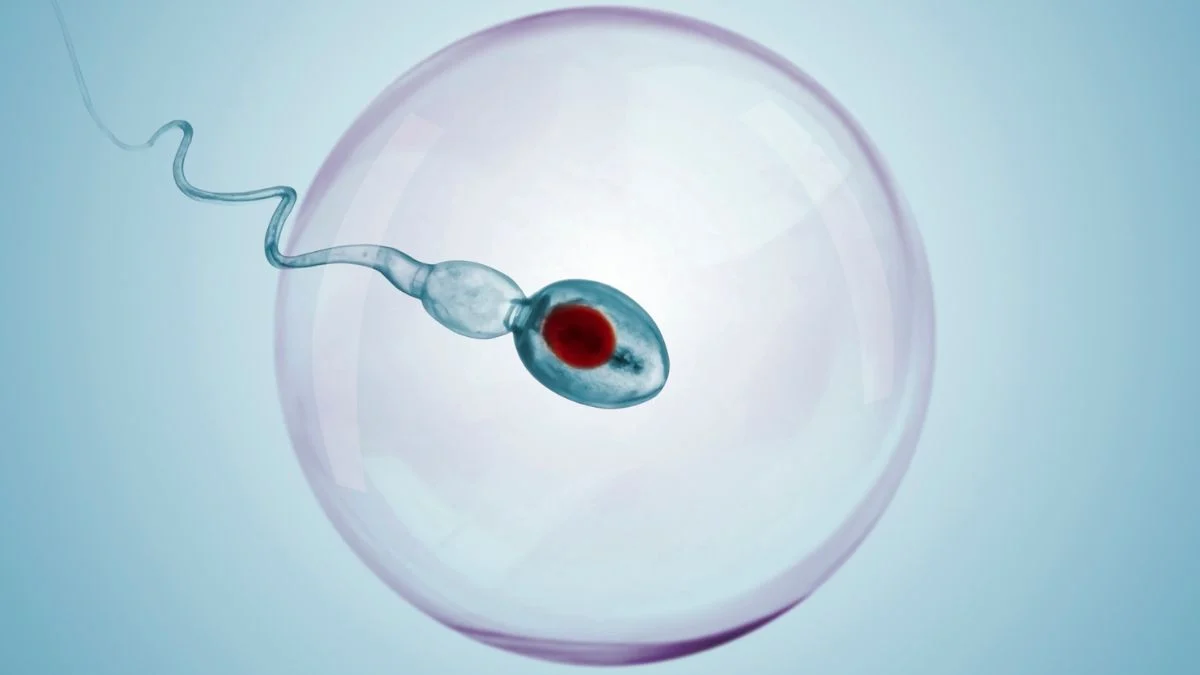 Reversible Male Contraceptive Halts Sperm Production in Mice : ScienceAlert