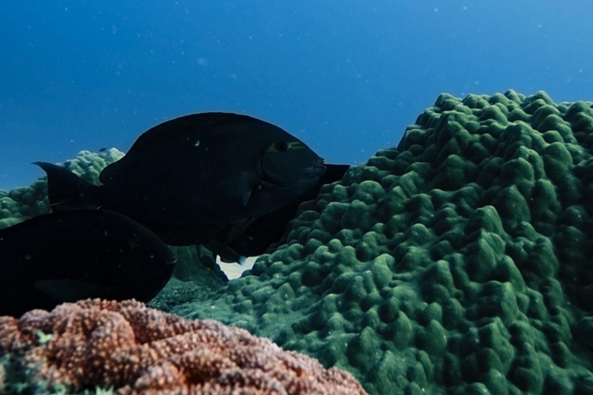This diver was exploring the Great Barrier Reef, when he noticed something strange…