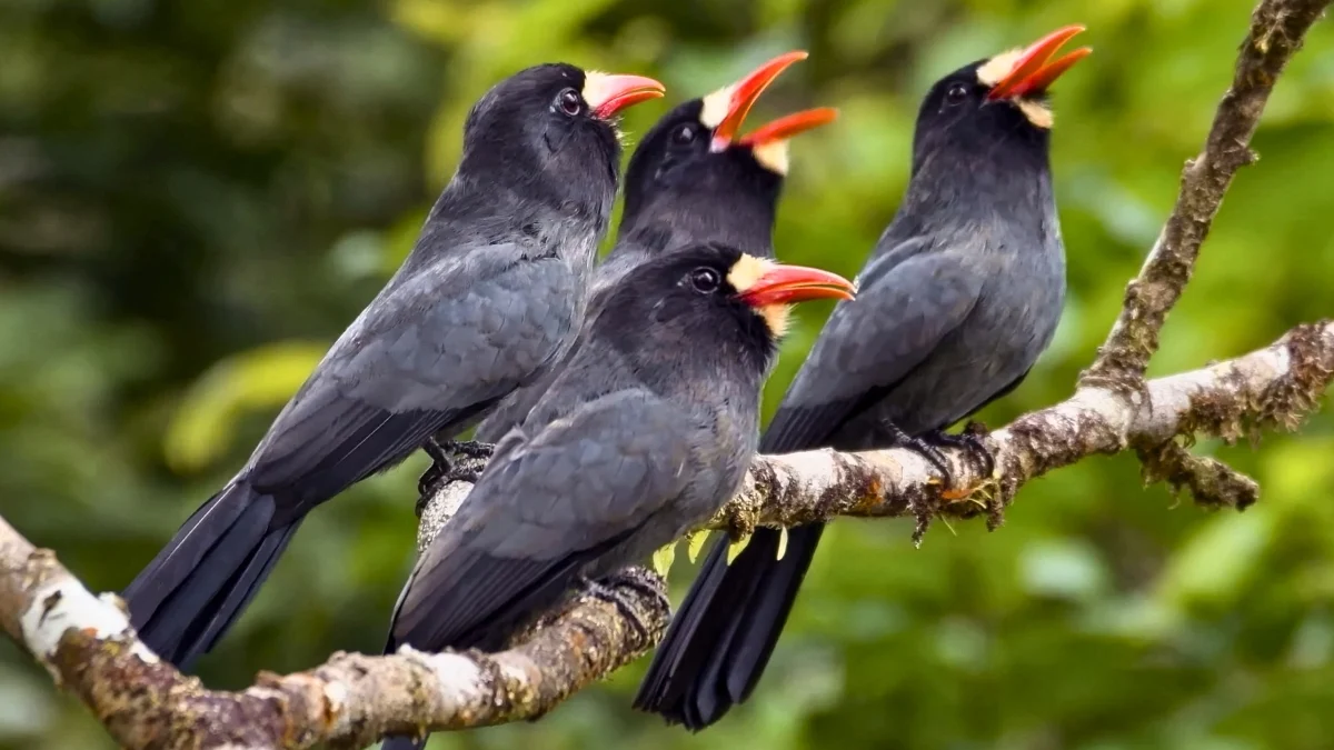 Amazonian ‘Internet of The Forest’ Helps Birds And Monkeys Communicate : ScienceAlert