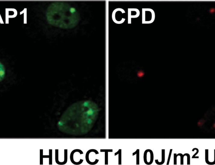Uncovering BAP1 deubiquitination landscape enhances mechanism elucidation and therapeutic precision for BAP1-deficient pancancers | Science Translational Medicine