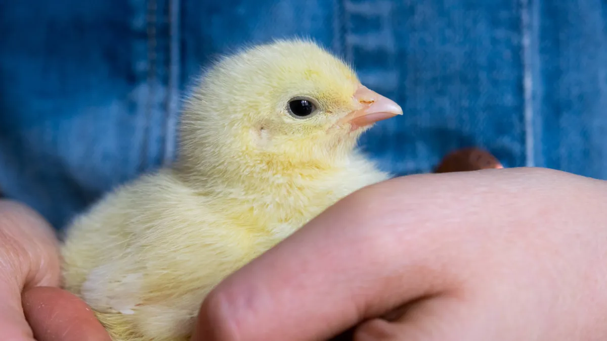 Baby chicks like gentle pets—like really gentle