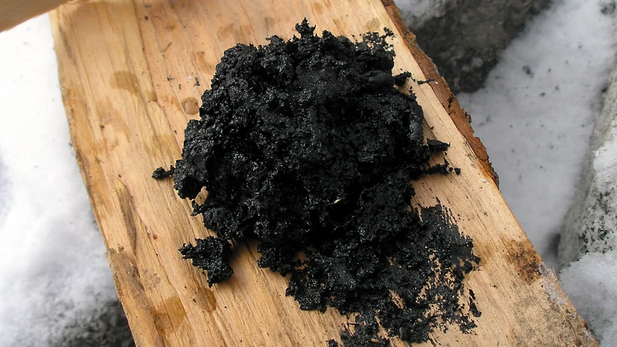 Neanderthals Used Ancient Gloop as Antibacterial Medicine, Study Suggests : ScienceAlert