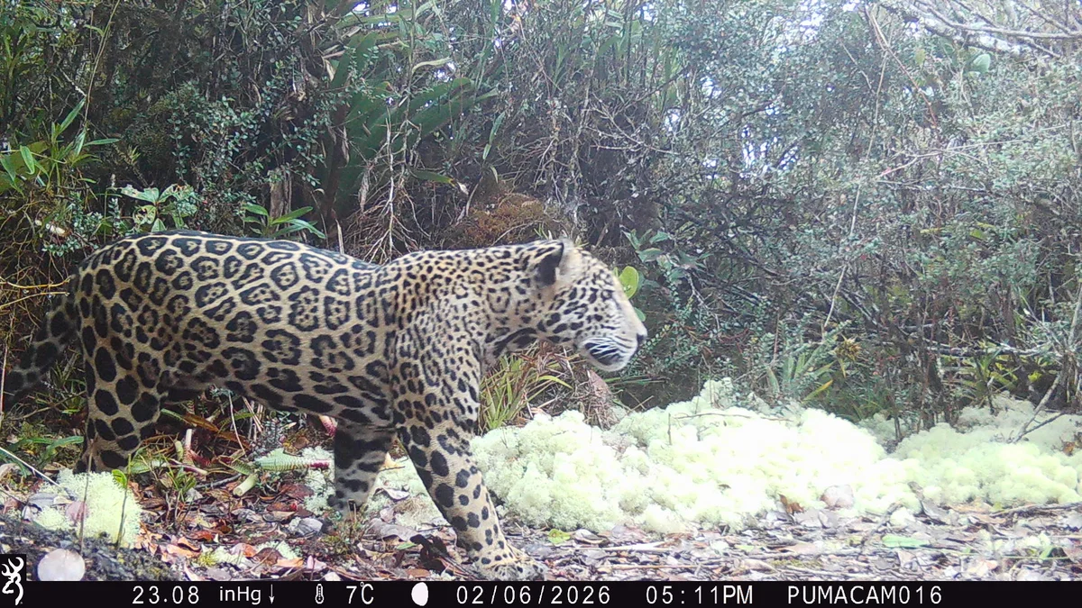 Imperiled ‘cloud jaguar’ spotted in Honduran mountains for the first time in a decade