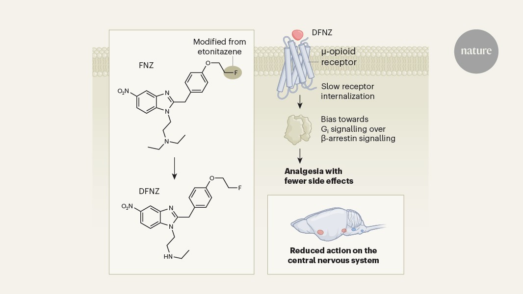 Super-potent opioids could be safer-than-expected alternatives to conventional painkillers