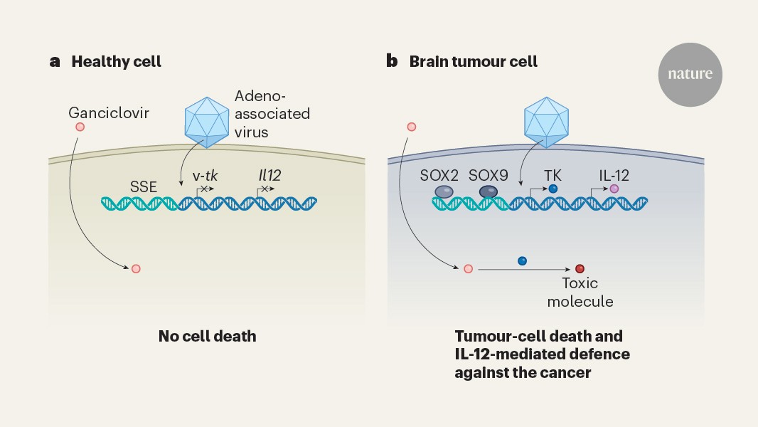 engineered enhancer sequences enlisted to kill cancer cells
