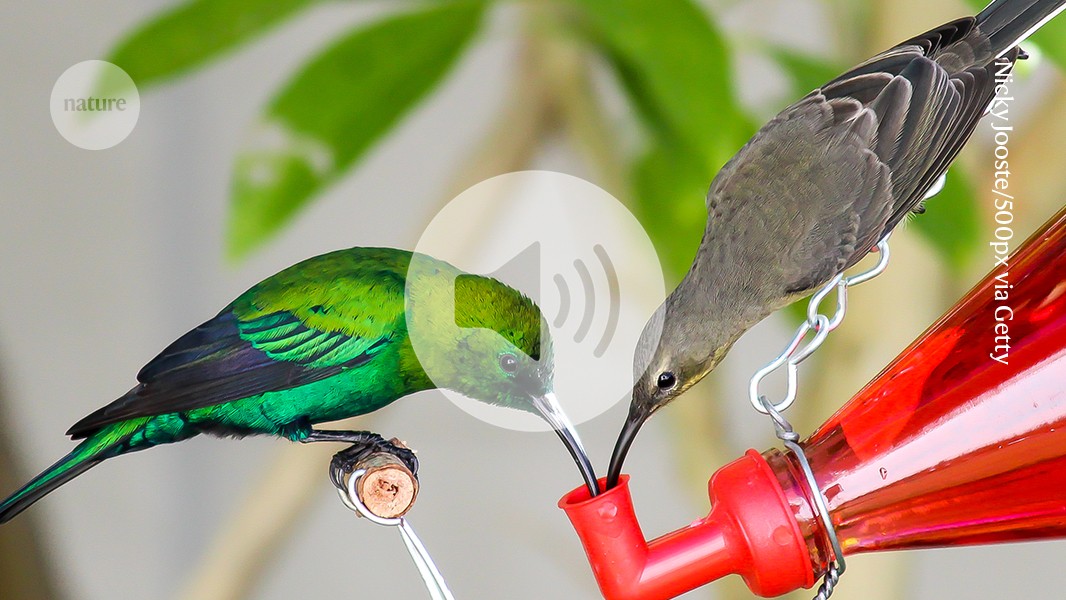 Briefing Chat: The tongue trick that helps sunbirds suck