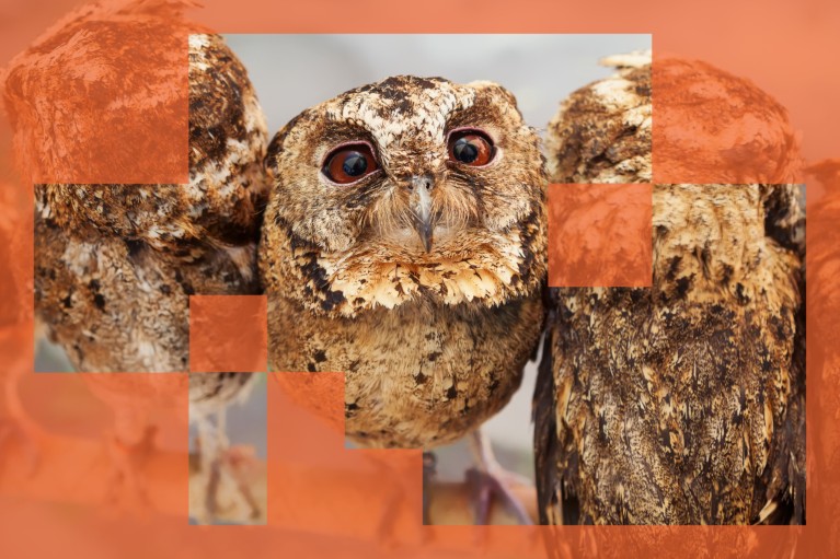 AI models ‘subliminally’ transmit biases when training other systems