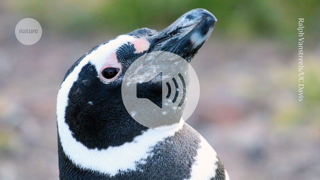 Briefing Chat: Penguins pick up PFAS pollution