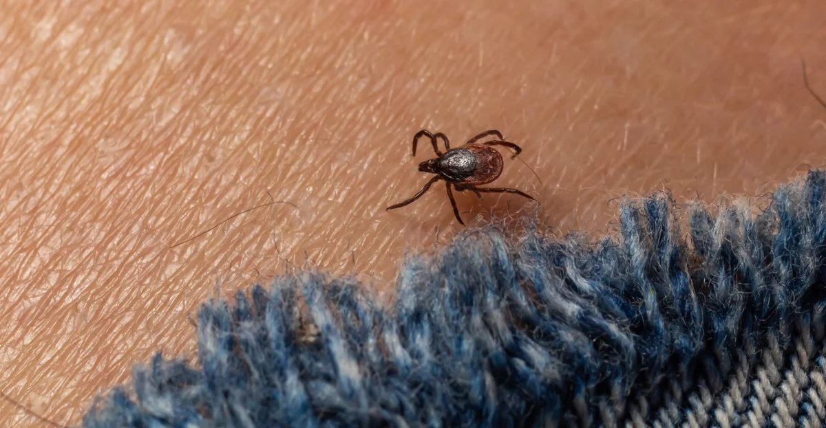 Lyme disease is spreading, but a new vaccine could curb infections