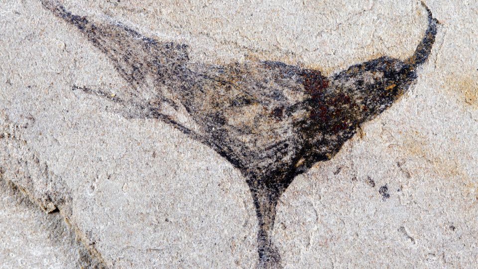 Fossils from China show complex life evolved millions of years earlier than once thought