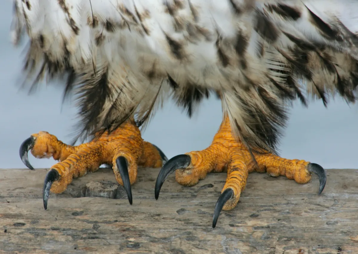 Rescued birds treated to a pedicure—or talon trim