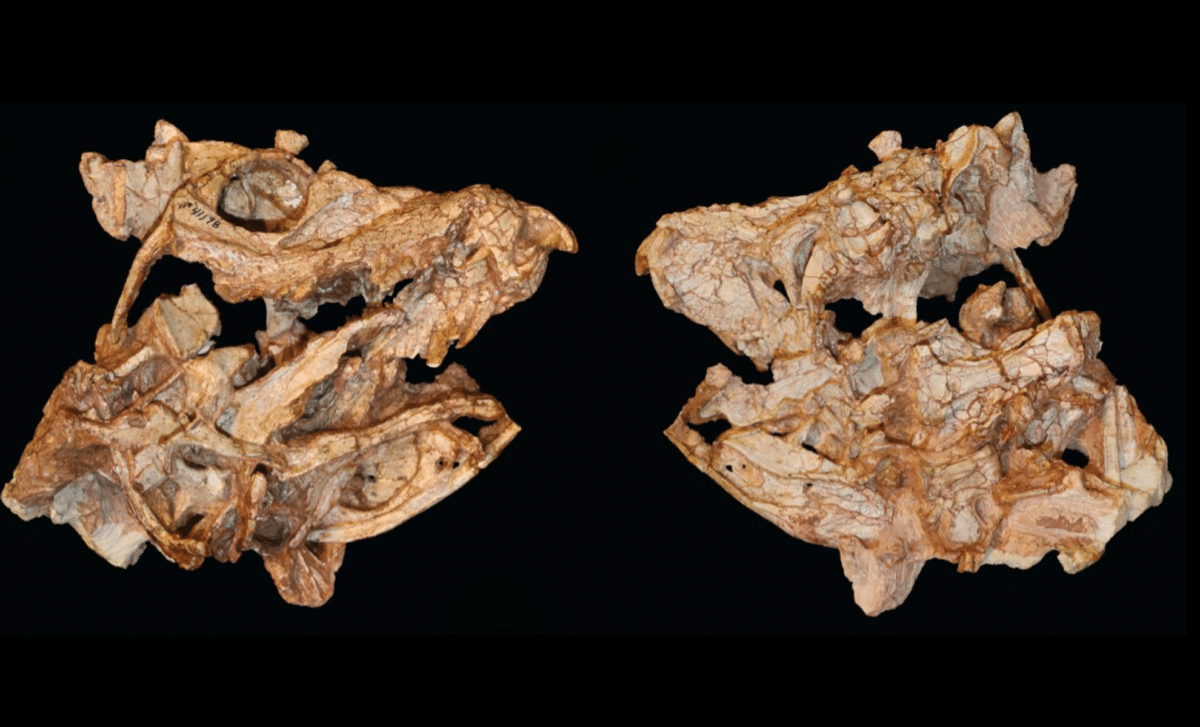 Forgotten Fossil in Museum Drawer Reveals 200-Million-Year-Old Croc Ancestor with Unbelievable Bite