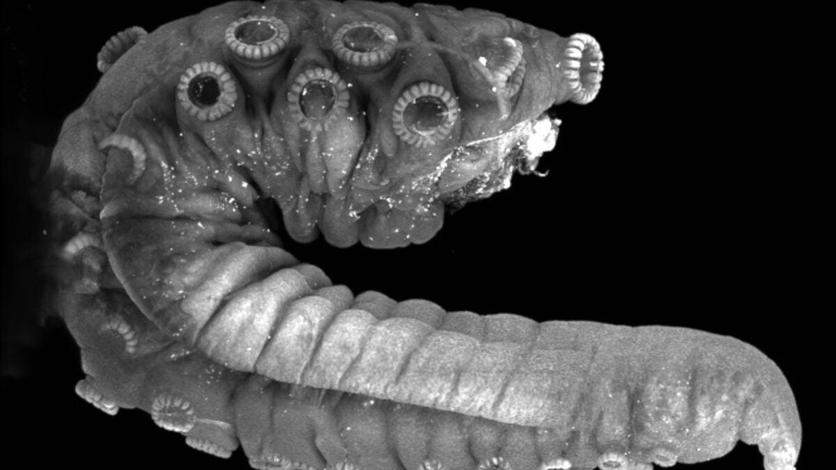 The Octopus Penis Arm Doesn’t Just Deliver Sperm—It Sniffs Out the Sweet Spot