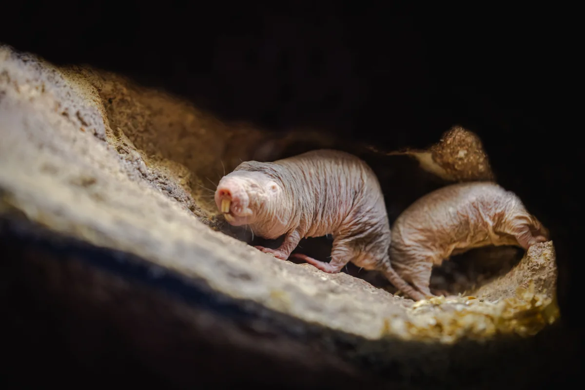 When a naked mole rat queen dies, that usually means war—but not for this colony