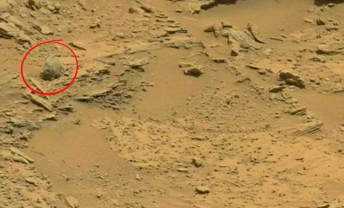 NASA’s Latest Rover Images Reveal Possible Winged Insect and Predator Life Forms on Mars