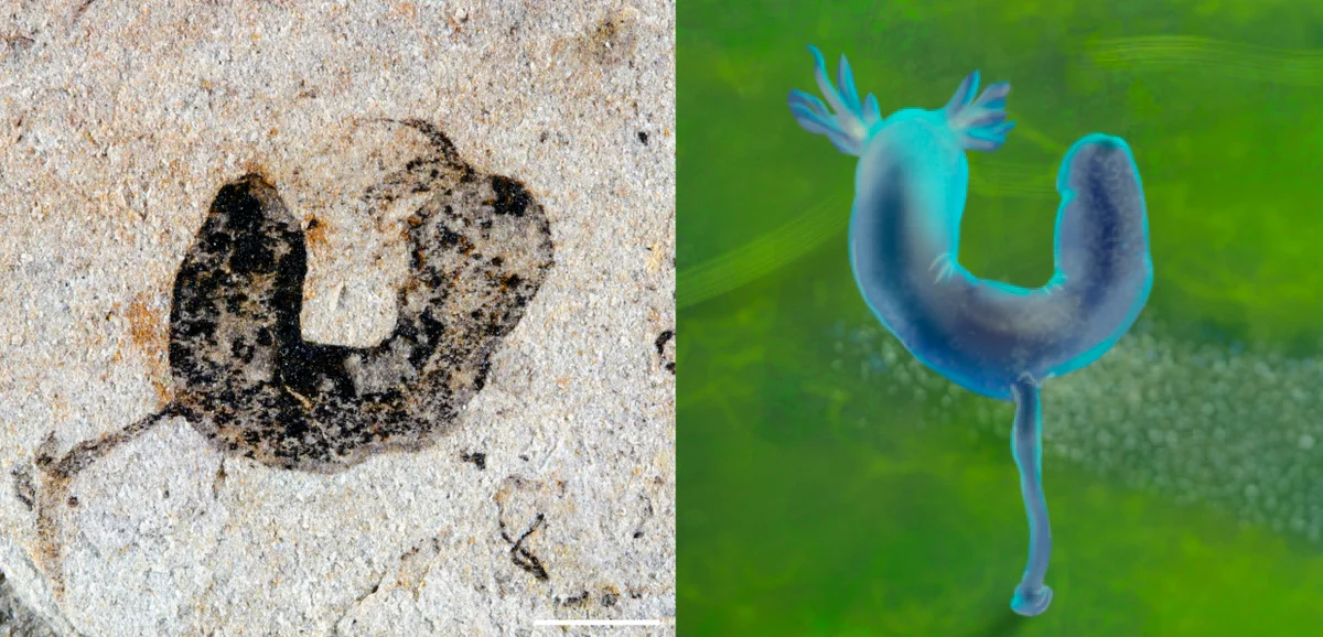 ‘Jaw-dropping’ fossils reset the clock on when complex animals evolved