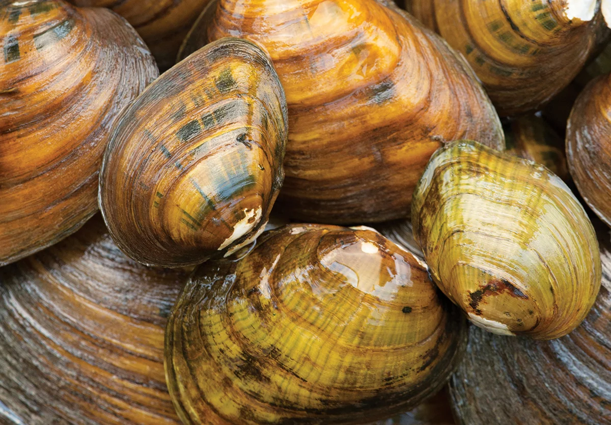 The baffling ecological disaster that’s killing America’s freshwater mussels