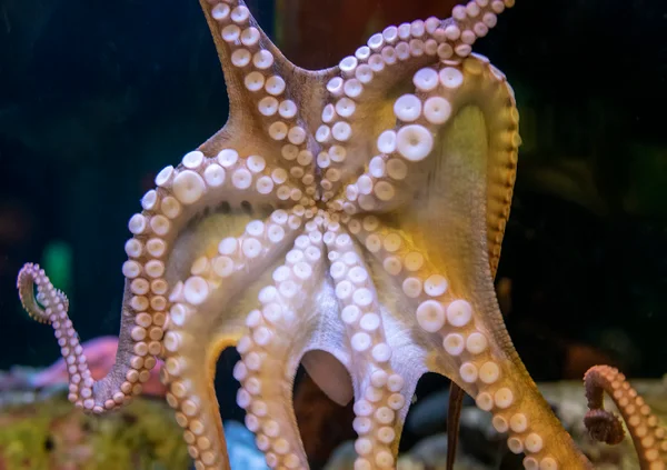 Octopus sex is even weirder than you think