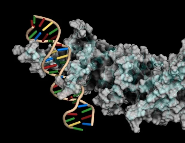 Study reveals molecular control of tooth root formation and growth