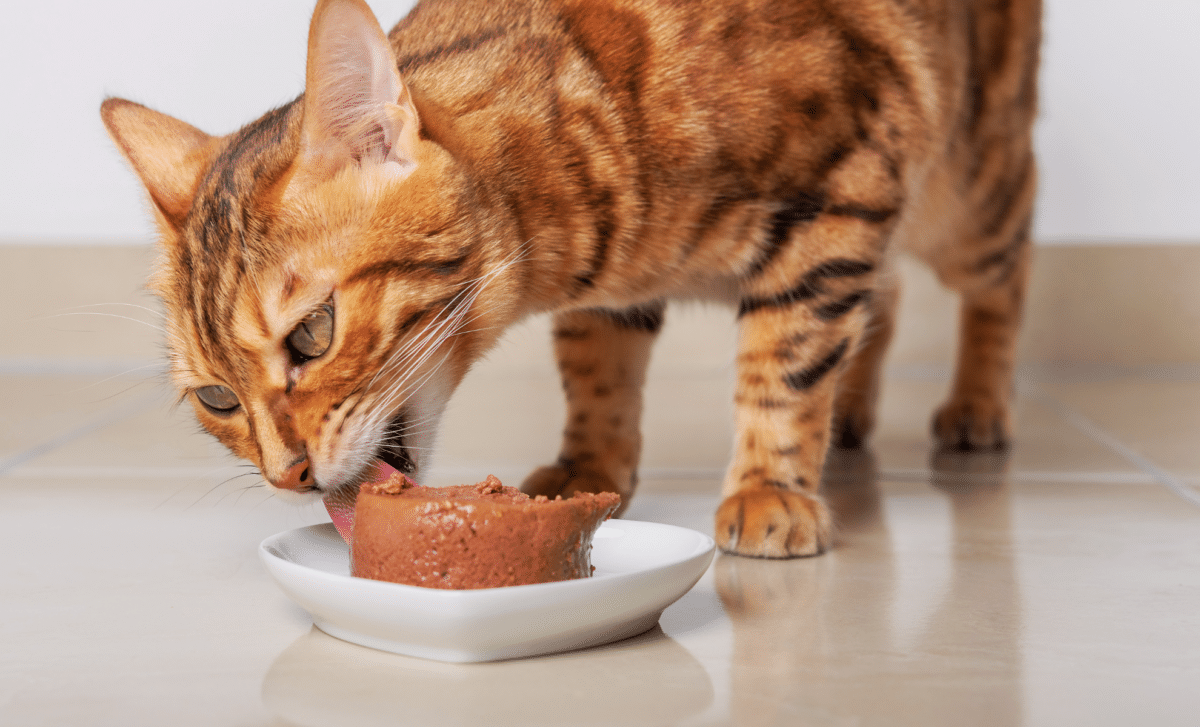 Why Does Your Cat Never Finish Its Food? Scientists May Finally Have the Answer!